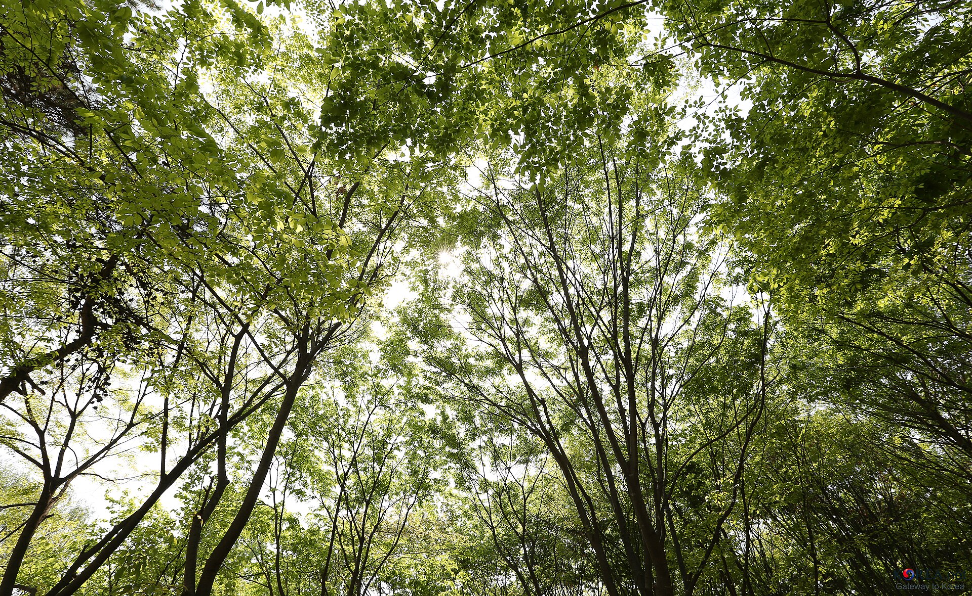용산 지역 공원 전경