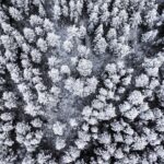 눈 덮인 침엽수림 속 Biosphere 겨울 항공 사진